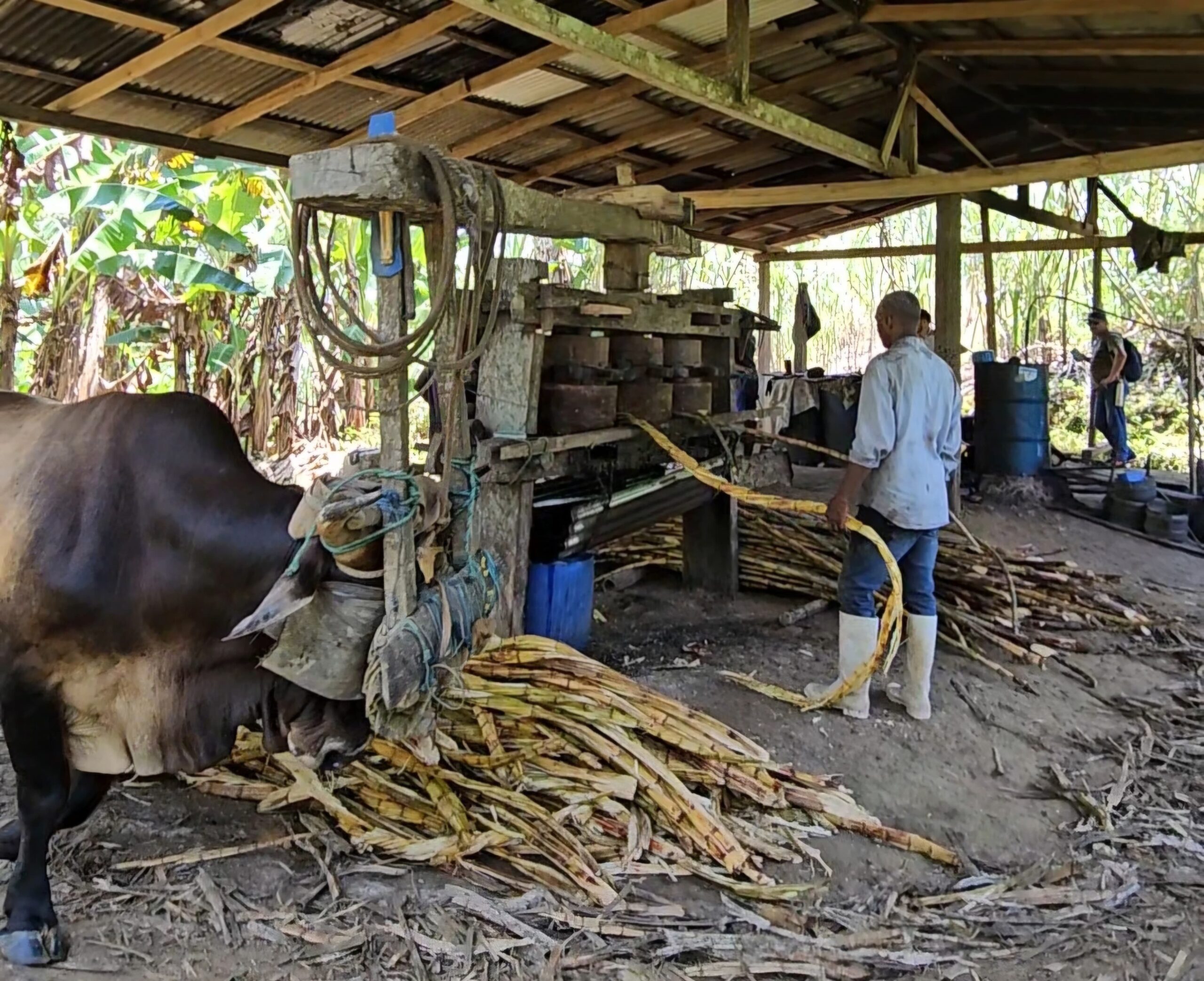 Ruta el Viche Tumaco Nariño - Viaja Colombia