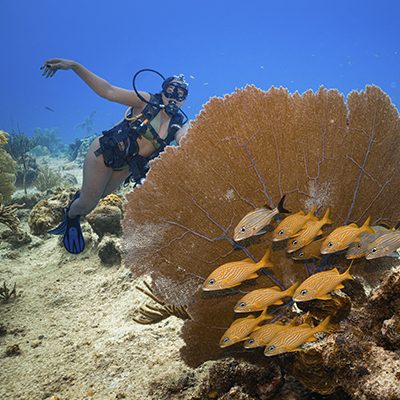 400x400px_buceo en san andres 400x400px_buceo en san andres
